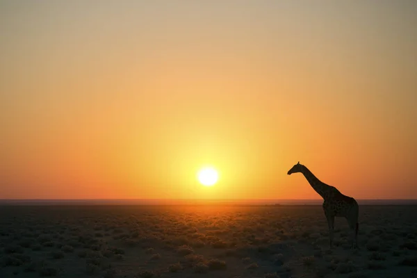 Giraffe Etosha Nationaal Park — Stockfoto