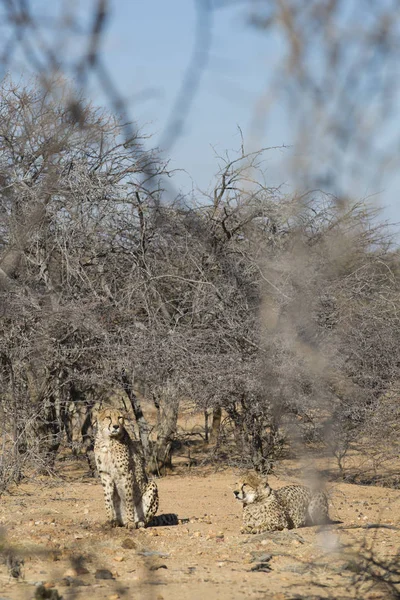 Leopardi Nel Parco Nazionale Etosha Namibia — Foto Stock