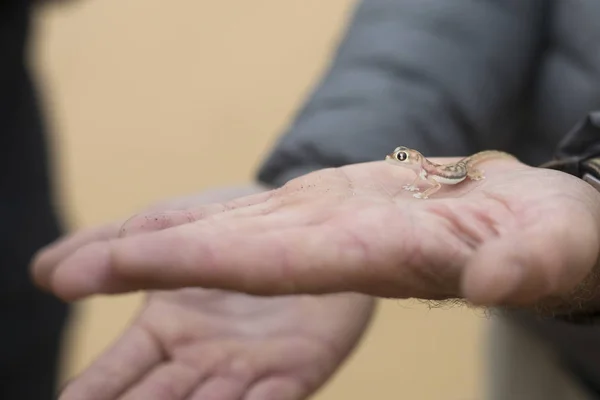 Gecko Parque Nacional Dorob — Fotografia de Stock