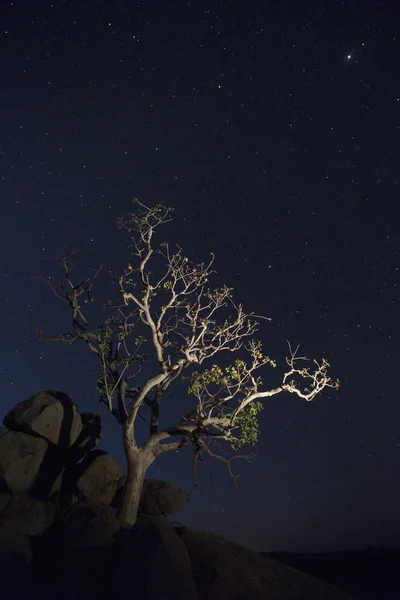 Árbol Solitario Ilumina Bajo Vía Láctea —  Fotos de Stock