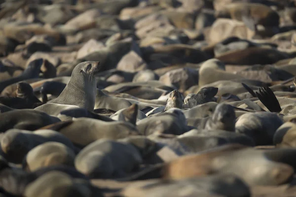 Brown Fur Seals Beach — Stock Photo, Image