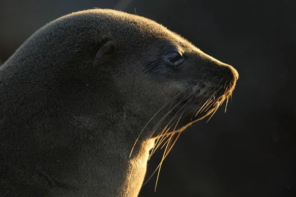 Brown Fur Seal Close — Stock Photo, Image