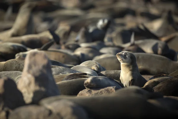 Otaries Fourrure Brunes Sur Plage — Photo