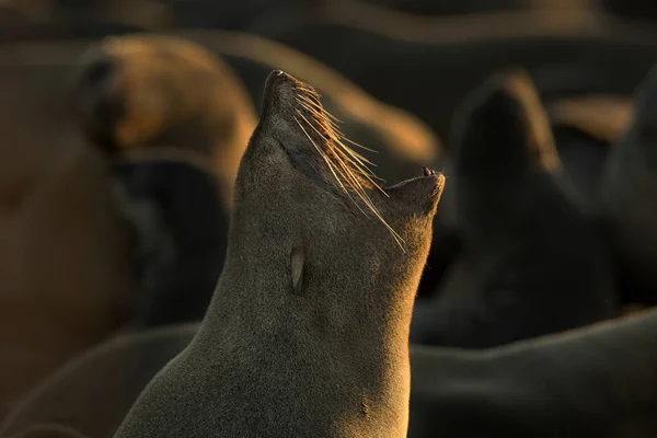 Otaries Fourrure Brunes Sur Plage — Photo