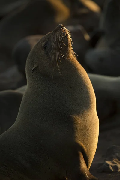 Brown Fur Seals Beach — Stock Photo, Image