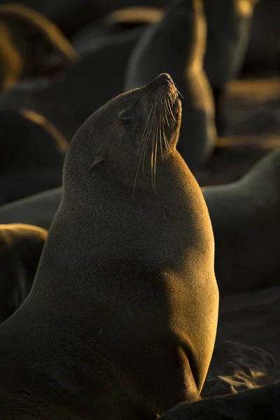 Bir Kolonide Cape Kürk Seal — Stok fotoğraf