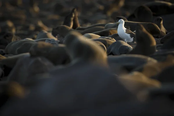 Чайка Гуляет Среди Коричневых Тюленей Пляже — стоковое фото