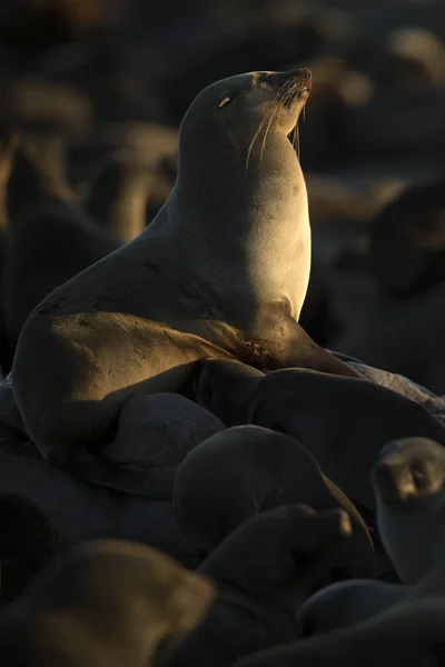 Kahverengi Kürk Fokları Sahilde — Stok fotoğraf