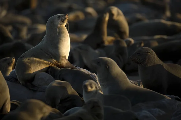 Cape Fur Seal Een Kolonie — Stockfoto