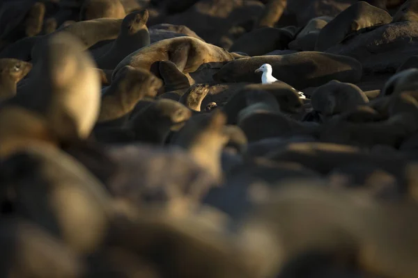 Seagull Wandelen Onder Bruin Bont Zeehonden Strand — Stockfoto