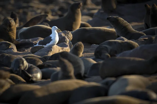 Seagull Walking Brown Fur Seals Beach — Stock Photo, Image