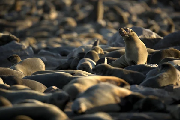 Bir Kolonide Cape Kürk Seal — Stok fotoğraf