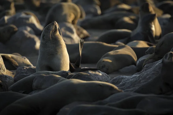 Cape Fur Seal Een Kolonie — Stockfoto