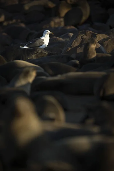 Mewa Spaceru Wśród Brązowy Futro Foki Plaży — Zdjęcie stockowe