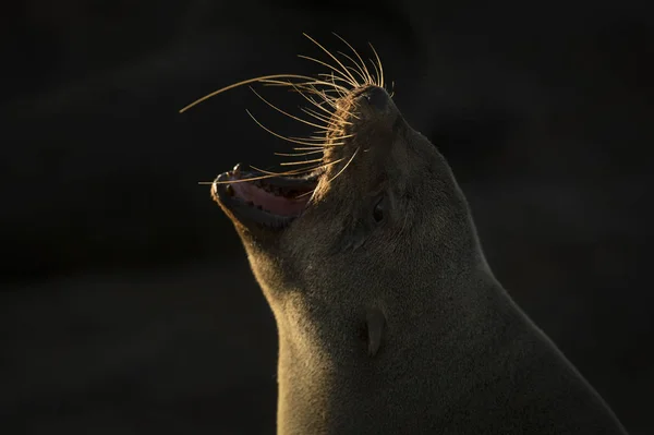 Bir Kolonide Cape Kürk Seal — Stok fotoğraf