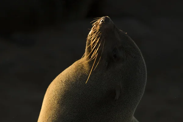 Тюлень Кличке Мыс Колонии — стоковое фото