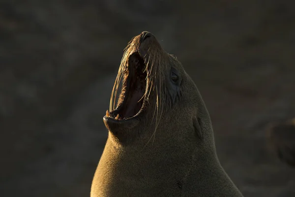 Bir Kolonide Cape Kürk Seal — Stok fotoğraf