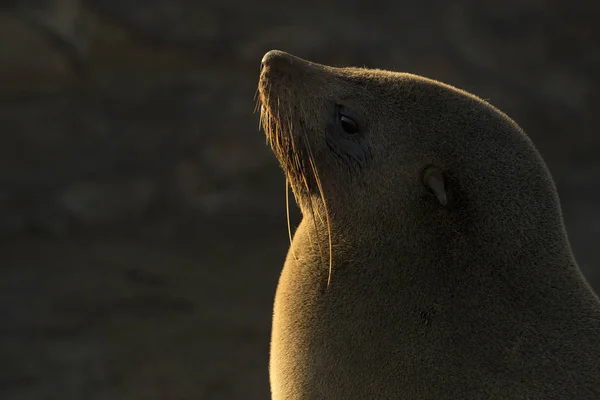 Cabo Fur Seal Uma Colônia — Fotografia de Stock