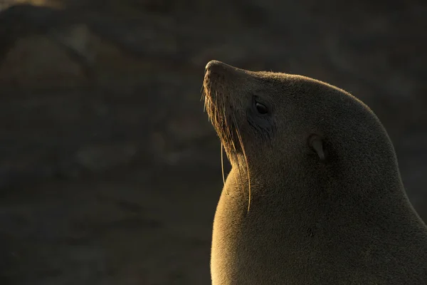 Cape Fur Seal Colony — Stock Photo, Image