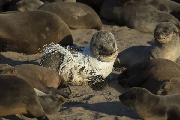 Cape Fur Seal Colony — Stock Photo, Image