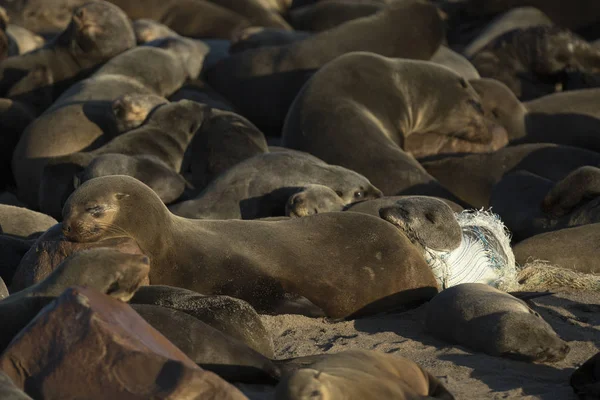 Cabo Fur Seal Uma Colônia — Fotografia de Stock