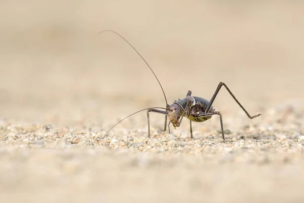 Küçük Böcek Görünümünü Kapat — Stok fotoğraf
