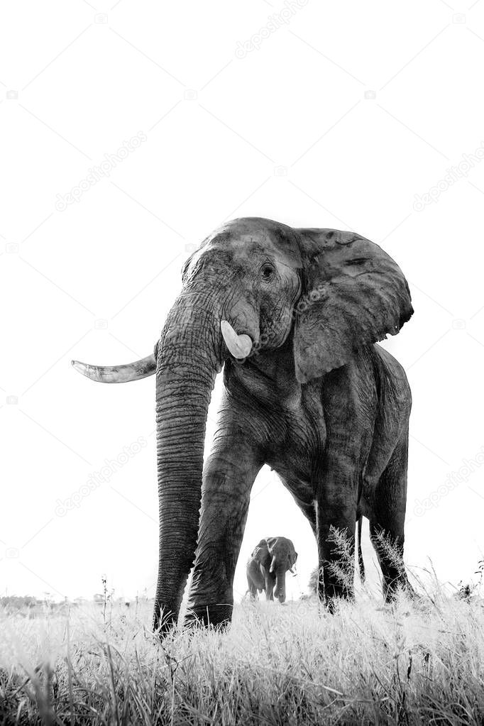 Black and white image of elephants walking on meadow