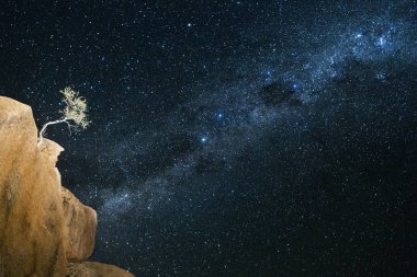An tree grows in an impossible position under the milky way.  clipart
