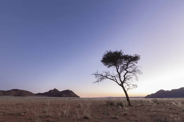 Albero Solitario Crepuscolo Nel Parco Nazionale Naukluft — Foto Stock