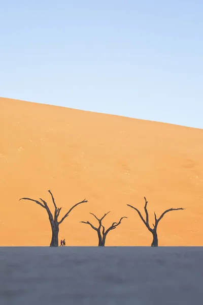 Árboles Desnudos Contra Dunas Del Desierto — Foto de Stock