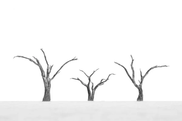 Alberi Spogli Contro Dune Del Deserto — Foto Stock