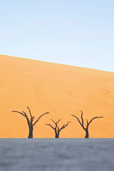 Γυμνά Δέντρα Κατά Της Ερήμου Αμμόλοφος — Φωτογραφία Αρχείου