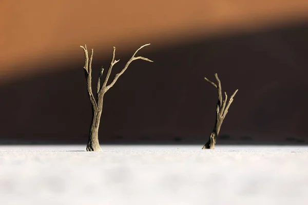 Голі Дерева Проти Пустельної Дюни — стокове фото