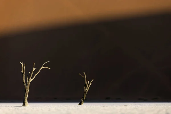 Kale Bomen Tegen Woestijn Duin — Stockfoto