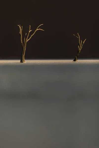 Kale Bomen Tegen Woestijn Duin — Stockfoto