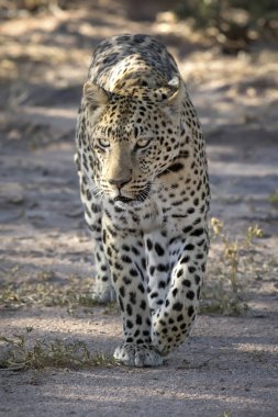 Leopar tabiatı görünümünü kapat