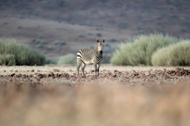 Etkin ulusal Park'ta çayır üzerinde yalnız zebra