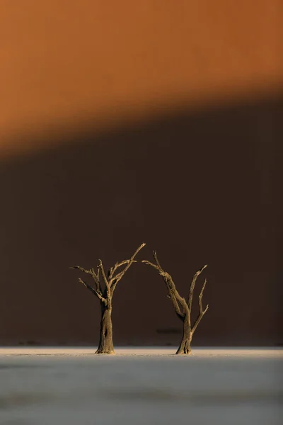 Ett Träd Deadvlei Med Det Sista Ljuset Det — Stockfoto