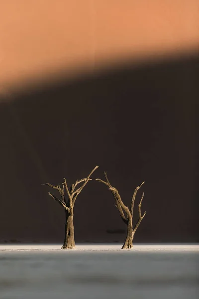 Alberi Spogli Contro Dune Del Deserto — Foto Stock