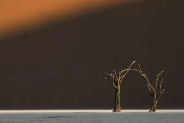 Kala Träd Mot Öknen Dune — Stockfoto