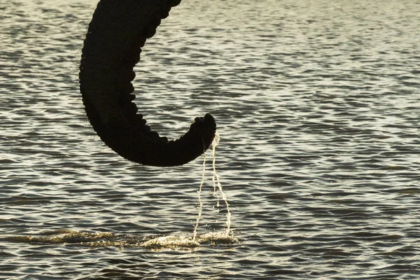 Fil Gövde Içme Suyu Görünümü Kapatın — Stok fotoğraf