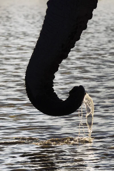 Vista Perto Água Potável Tronco Elefante — Fotografia de Stock