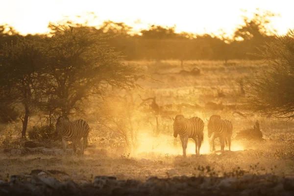 Zebras Meadow Sunset — Stock Photo, Image