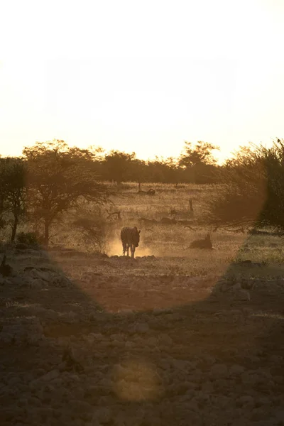 日落时在草地上散步的斑马 — 图库照片