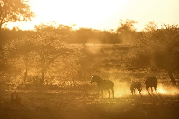 Zebra Weide Tijdens Zonsondergang — Stockfoto