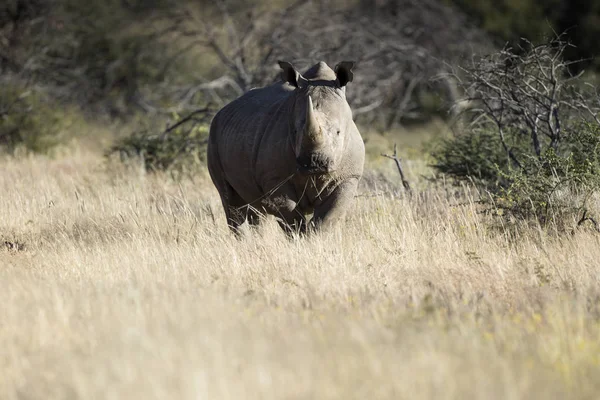 Czarnoskóry Rhinoceros Łące Słoneczny Dzień — Zdjęcie stockowe