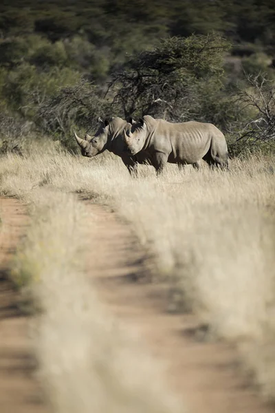 Nosorożce Czarne Łące Słoneczny Dzień — Zdjęcie stockowe