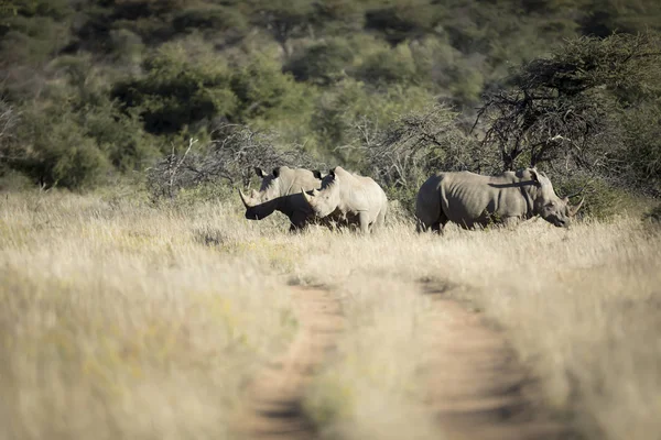 Rinocerontes Negros Prado Durante Día Soleado — Foto de Stock