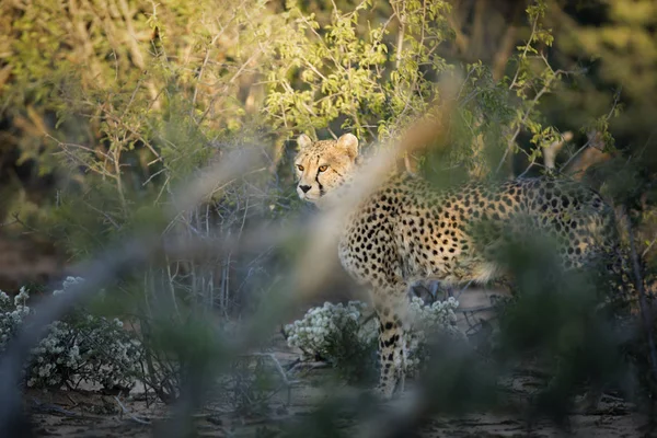 Ein Gepard Dichten Busch — Stockfoto