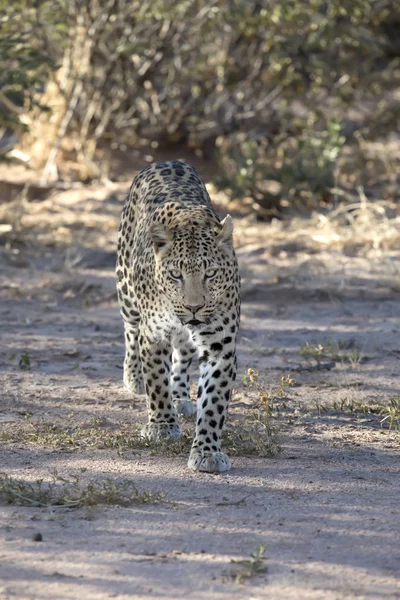 Vista Cerca Del Leopardo Reserva Natural — Foto de Stock